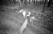 crop0017_copy.jpg