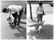 dog.jpg