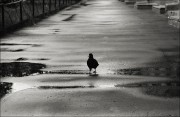 pigeon.jpg