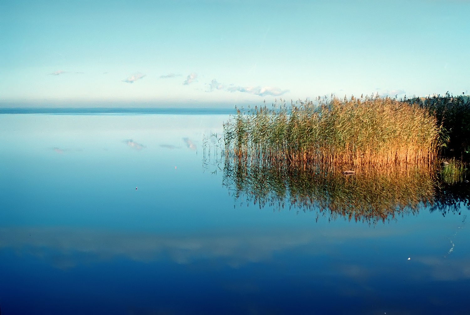 Озеро желтые воды. Камыш Самарские озера Казахстан. Голубые озера Лиман. Озеро с камышами. Пруд с камышами.
