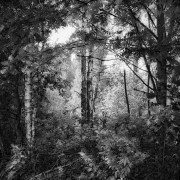 2015_02_TMX_Forest_Scene.jpg