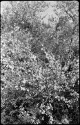 7_V_19_foma-400_M5_004.jpg 7_V_19_foma-400_M5_004.jpg