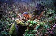 IMG35_12016.jpg IMG35_12016.jpg