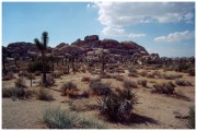 JoshuaTree.jpg