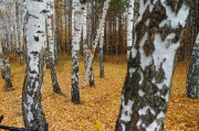 L5381848.JPG L5381848.JPG