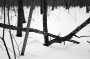 L5382517.JPG L5382517.JPG
