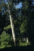 img087-111.jpg img087-111.jpg