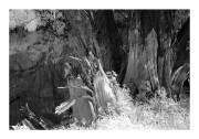 scan00089.jpg