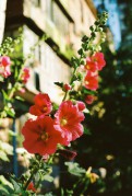 11247.JPG 11247.JPG