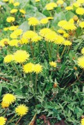 21074.JPG 21074.JPG