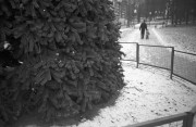 IMG3989-0m.jpg