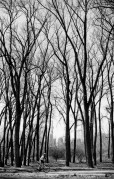 M4_2_I22_FP400_200_Rodinal5_5min_10minFixer_March_2014617.JPG