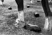 Untitled-Scanned-102.jpg