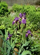 img031_-222.jpg img031_-222.jpg