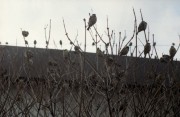 img942.jpg