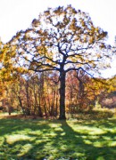 42512.jpg 42512.jpg