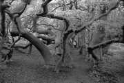 Bad-Nienndorf-tessar9.jpg