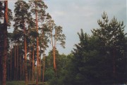 IMAGE0031.JPG