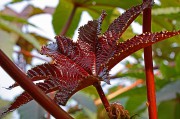 IMG_1485.JPG