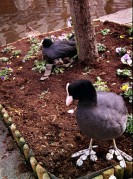 PenEes2_N2_rossm200_stand_0030_1.jpg PenEes2_N2_rossm200_stand_0030_1.jpg