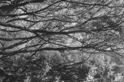 Untitled_1050_.jpg