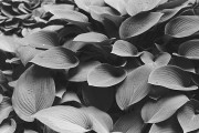 Untitled_1066_.jpg