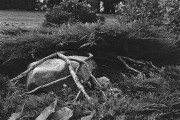 Untitled_376_.jpg