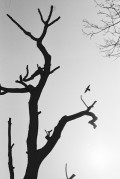 Untitled_520_.jpg