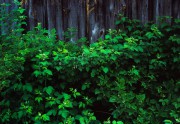 scan00052.jpg
