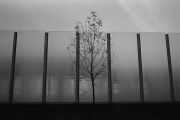 tree5.jpg