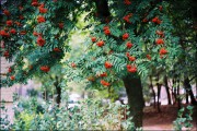 000044_29021_net.jpg 000044_29021_net.jpg