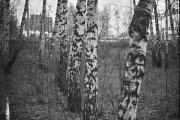 19A_00017.jpg