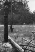 2000_85_1_8_17_76_KBr_16C_60_4.jpg