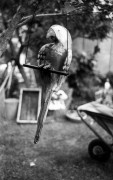 Kiev4_J8m_PolypanF50_3min_3min_in_HC100B_June_2015112.JPG Kiev4_J8m_PolypanF50_3min_3min_in_HC100B_June_2015112.JPG