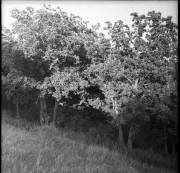 img02410.jpg img02410.jpg