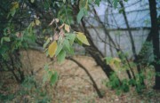 olympus_xa_1.jpg