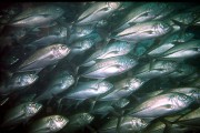fishka9.jpg