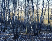 img217-1.jpg