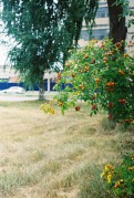 13138.jpg 13138.jpg
