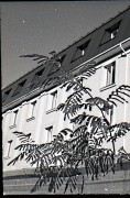 14185.jpg 14185.jpg