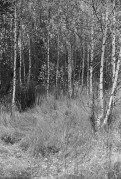 Scan-171103-0030.jpg