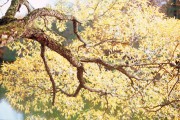 provia100fScan-191022-0030_copy.jpg