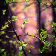 0_5190d_2c8db885_XL.jpeg