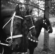 20170705-Zeiss2_Foma400_HC110E_11min_2017_07_06_E_E_2_010.jpg