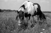 20180512-Moskva4_Foma200_Rodinal1-50_E_2018-05-12_1_006.jpg