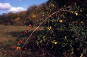 BessaRF-Helomar-Provia-20211005-005.jpg BessaRF-Helomar-Provia-20211005-005.jpg