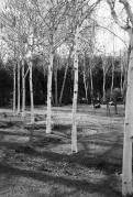 CanonDial-AgfaAviphot400-D23-20230430-001.jpg CanonDial-AgfaAviphot400-D23-20230430-001.jpg