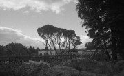 ContaxIIIa-Helios103-20220821-003.jpg ContaxIIIa-Helios103-20220821-003.jpg