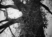 FED2_J3_KEnt400HC110B6min_8x10AgfaPremiumRC_March_2016790.JPG