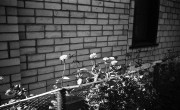 IlfordAdvocate-ShanghaiGP3-d23-20230827-072.jpg IlfordAdvocate-ShanghaiGP3-d23-20230827-072.jpg